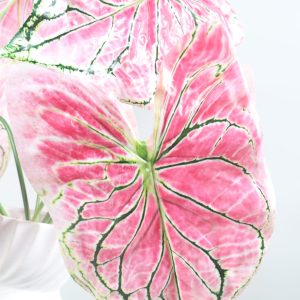 74cm Artificial Pink Veined Caladium Plant