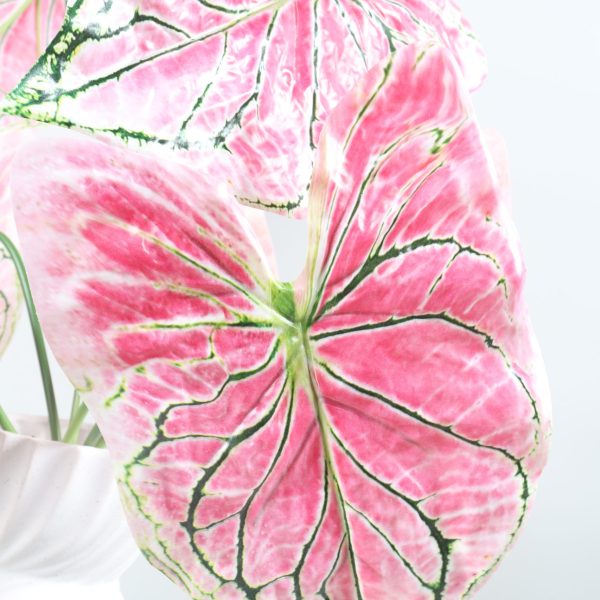 74cm Artificial Pink Veined Caladium Plant