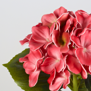 red hydrangea stem